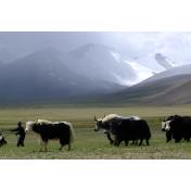 yak in ladhak.jpg